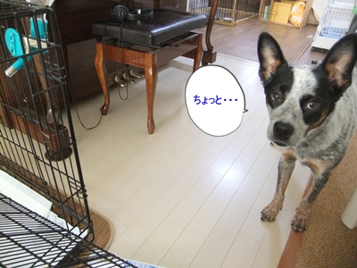 d0081541_12355950.jpg