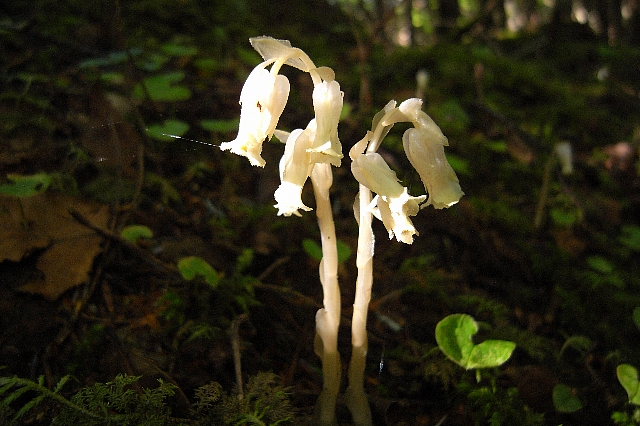 b0122448_20463.jpg