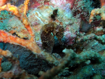 f0176156_15273945.jpg
