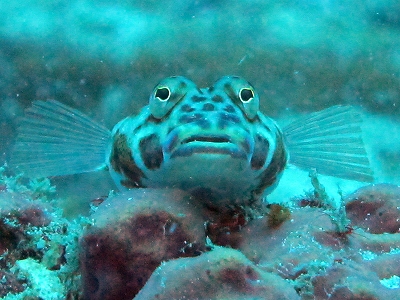 f0176156_1527958.jpg