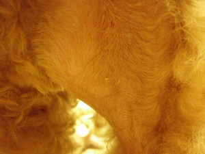 c0135363_42443.jpg