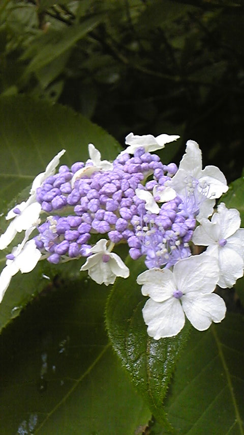 e0118274_18571032.jpg