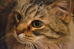 c0063182_1141567.jpg