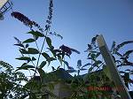 c0078586_10122461.jpg