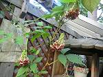 c0078586_1013851.jpg