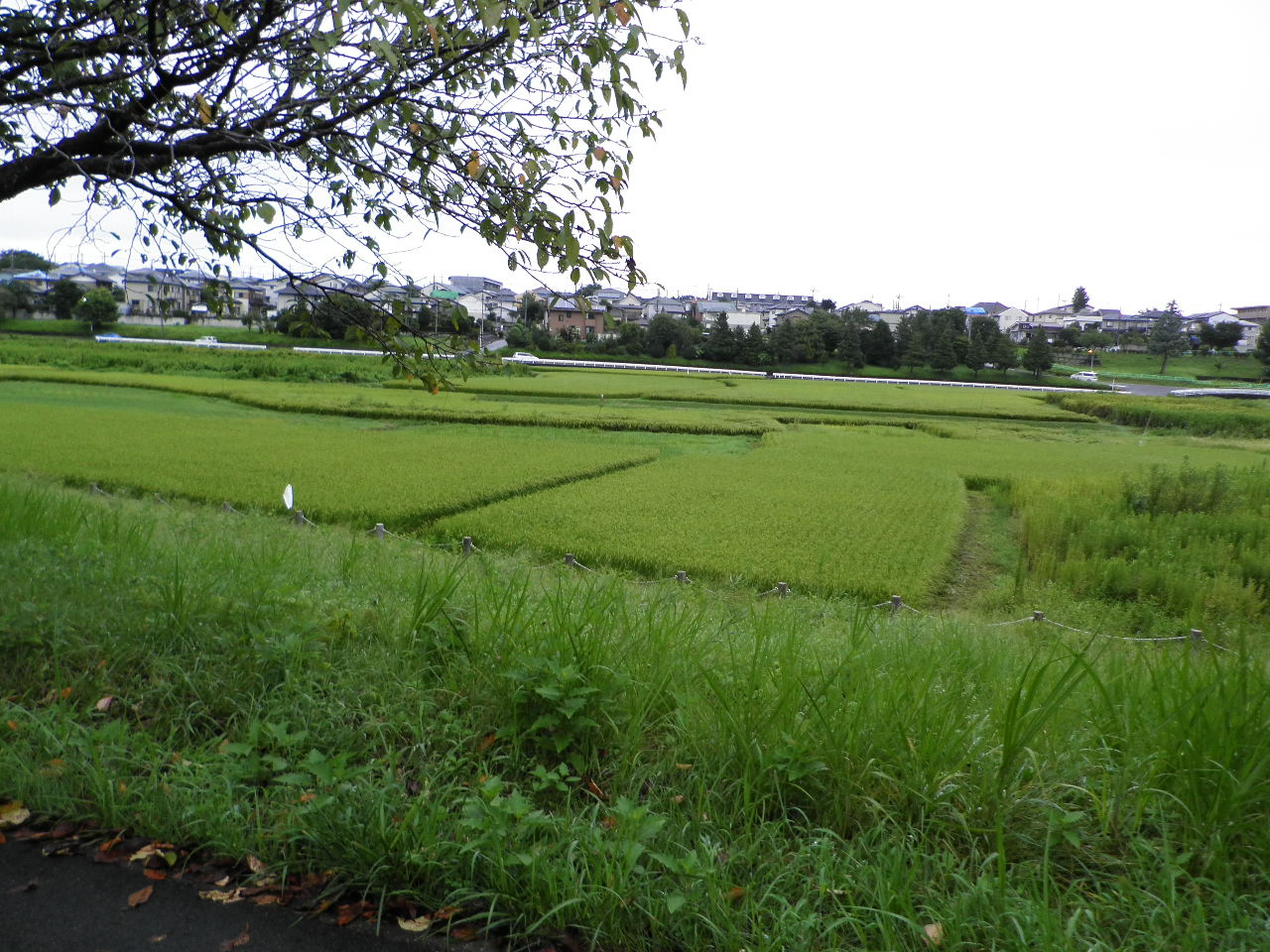 c0068891_163121.jpg