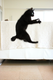 飛ぶべし!