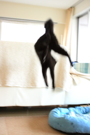 飛ぶべし!