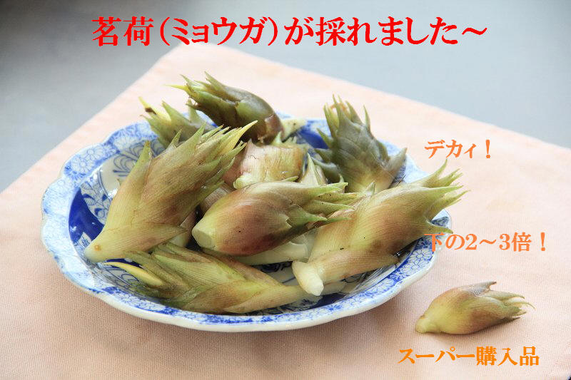 a0188405_12291097.jpg