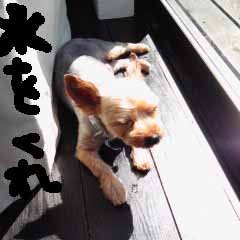 c0036617_11362780.jpg