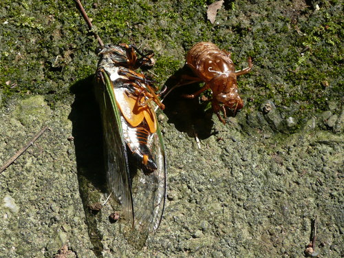 c0009528_76826.jpg
