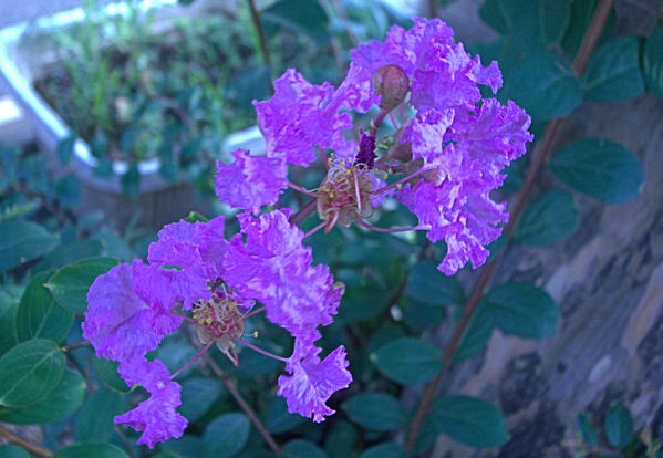 c0050857_8444361.jpg