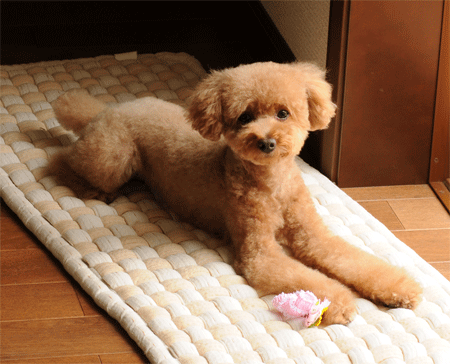 c0196673_1245437.gif