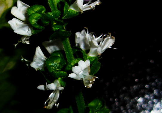 d0178877_5393914.jpg