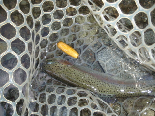 c0023804_11522912.jpg