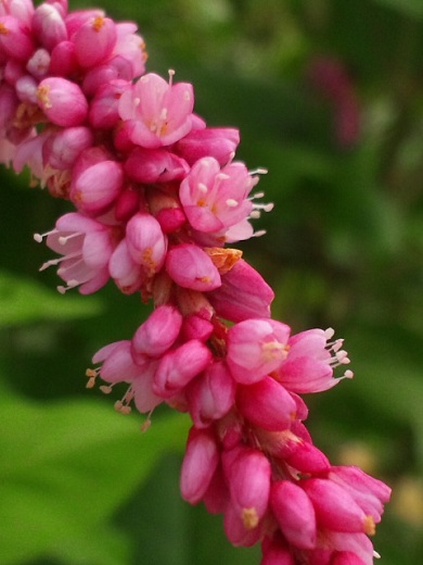 b0199924_165325100.jpg