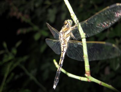 b0178339_7242712.jpg