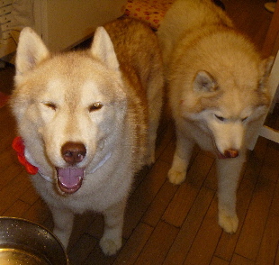 e0121548_14401943.jpg