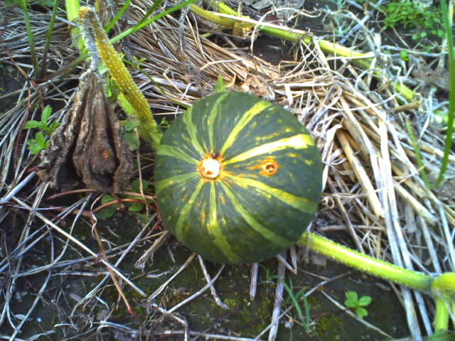 f0076872_20501497.jpg