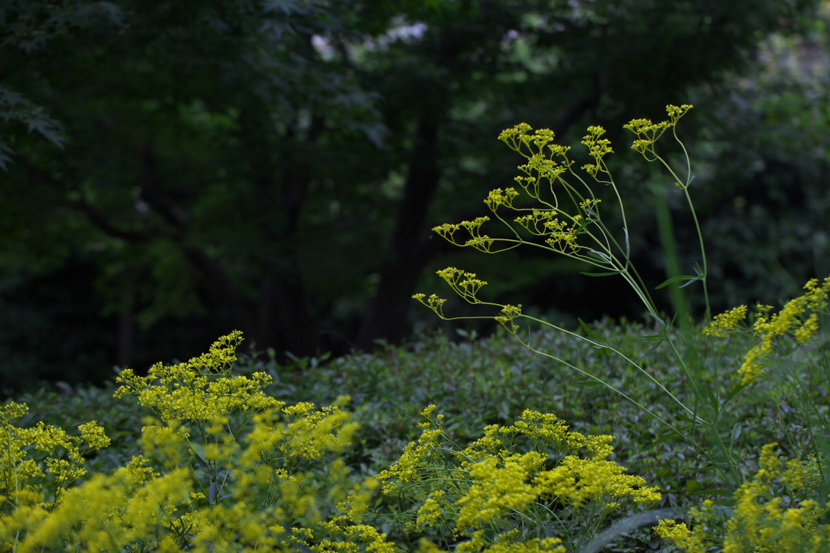 a0083081_17293519.jpg