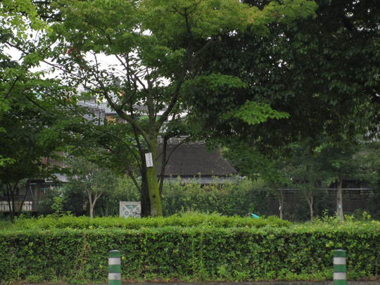 f0010195_21813.jpg