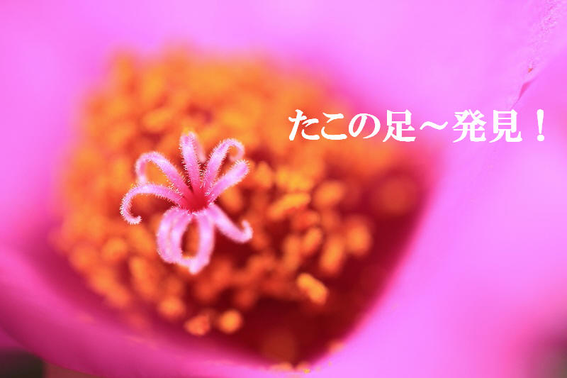 a0188405_19233652.jpg