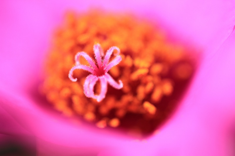 a0188405_1927367.jpg