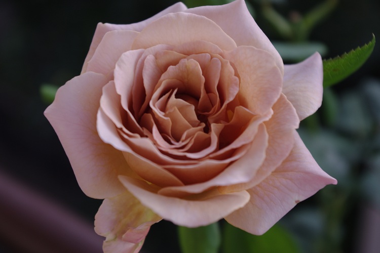 c0147909_7284668.jpg