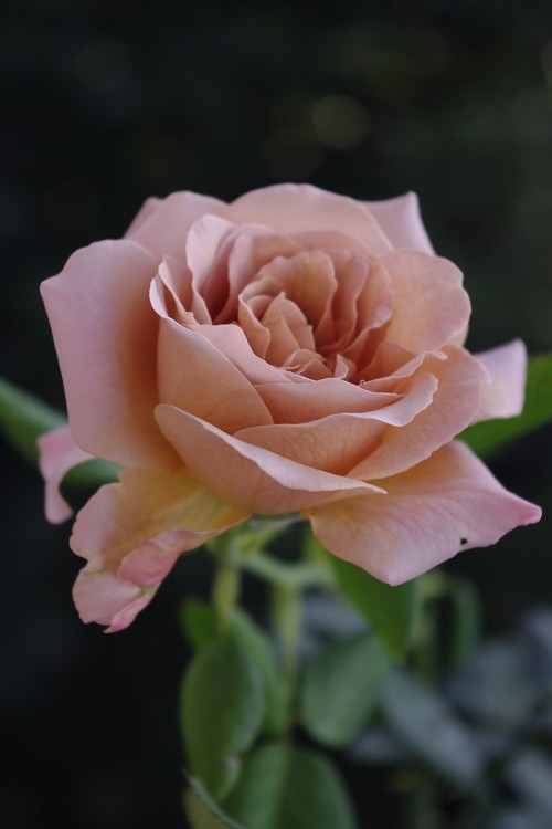 c0147909_7353657.jpg