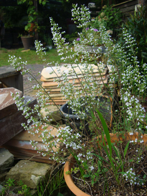 e0233111_2029922.jpg