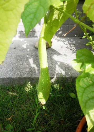e0181312_12273663.jpg