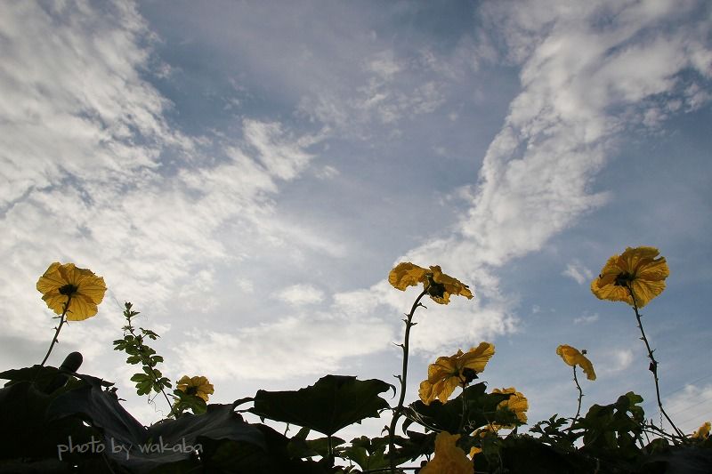 e0052135_17534362.jpg