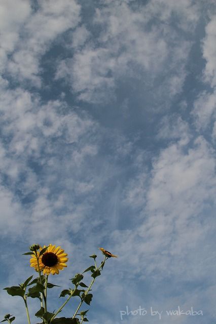 e0052135_17571079.jpg