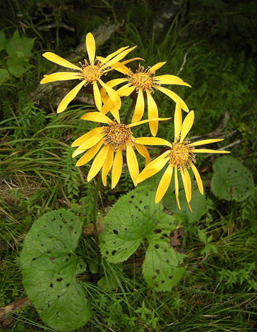 a0001354_22304078.gif