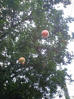 b0129860_016429.jpg