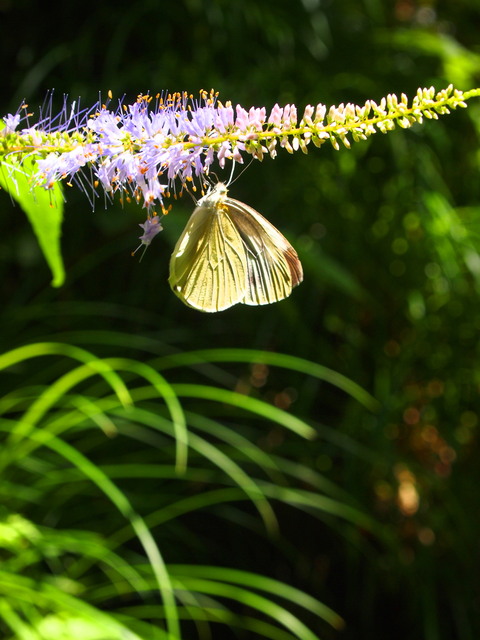 c0122670_23453751.jpg
