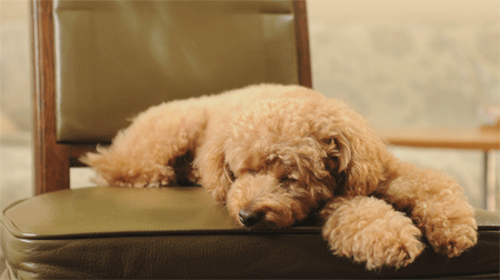 c0196673_2032571.gif