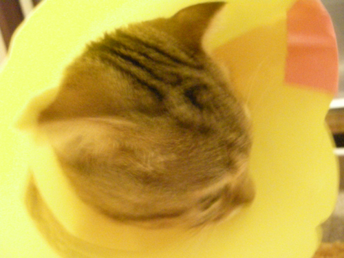 e0106499_16321779.jpg