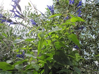 c0152002_1114353.jpg