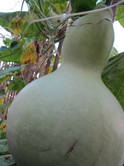 f0143521_1335149.jpg
