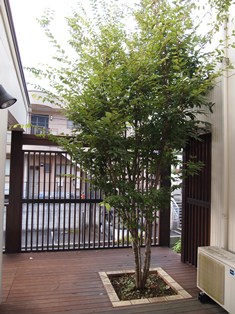 b0199742_12564388.jpg