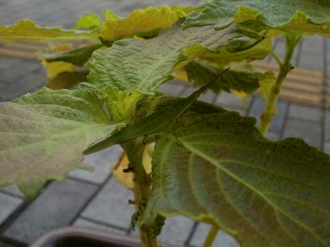 d0021649_22504126.jpg