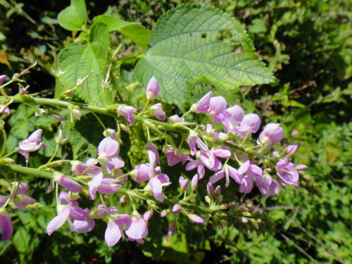 c0179351_19292766.jpg