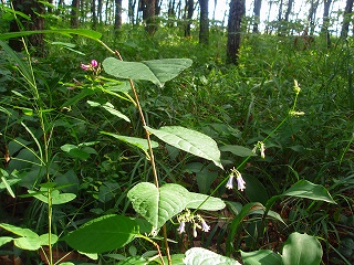 e0004756_20535447.jpg
