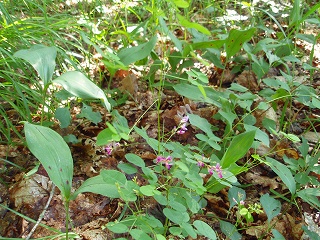 e0004756_2101431.jpg