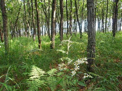 e0004756_21102664.jpg