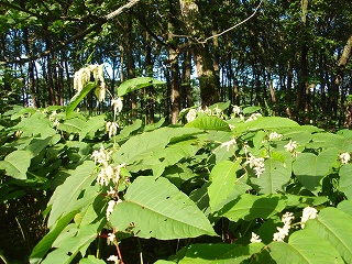 e0004756_21105578.jpg