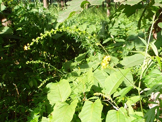 e0004756_21172478.jpg