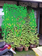 e0044657_10122887.jpg