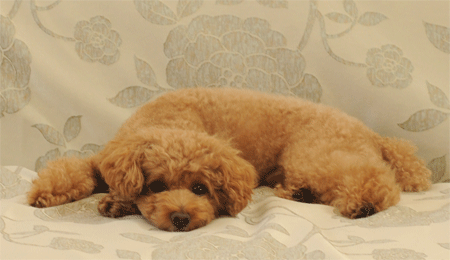 c0196673_103220.gif